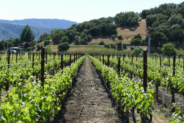 Winery Ranch, Stags Leap District