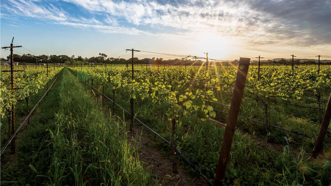 Vine Yards 2