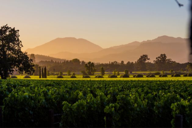 Napa Valley Vineyards