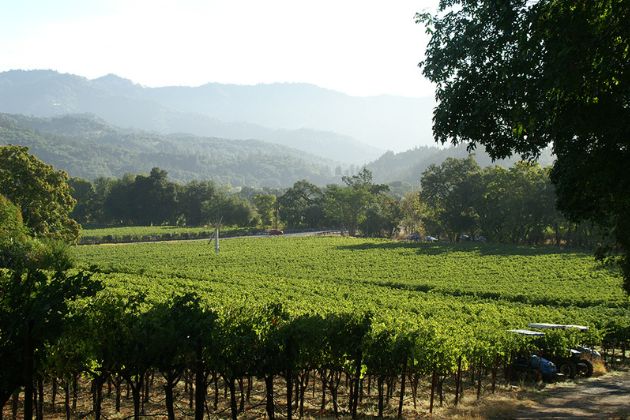 Stella Knight Vineyard